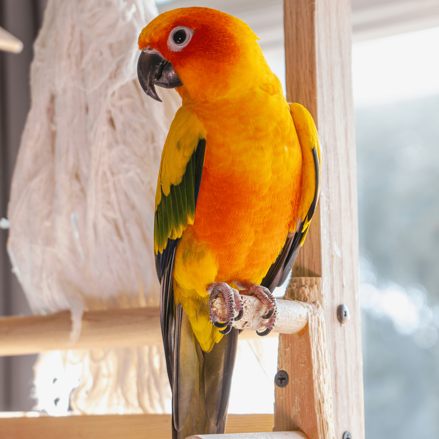 gallery item parrot