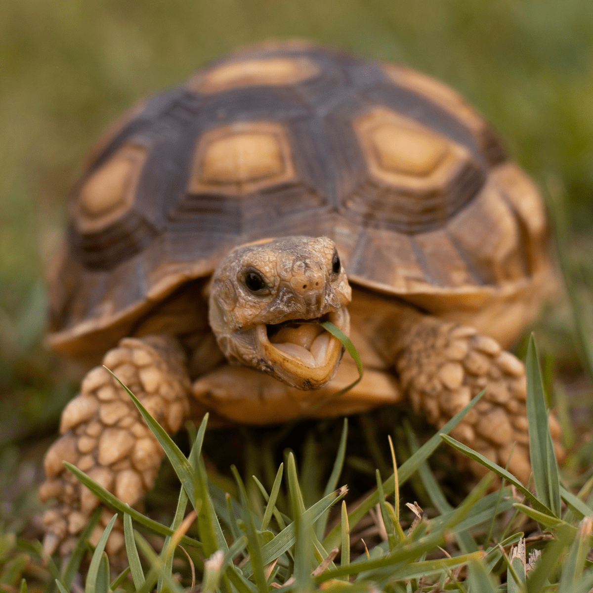 gallery item tortoise